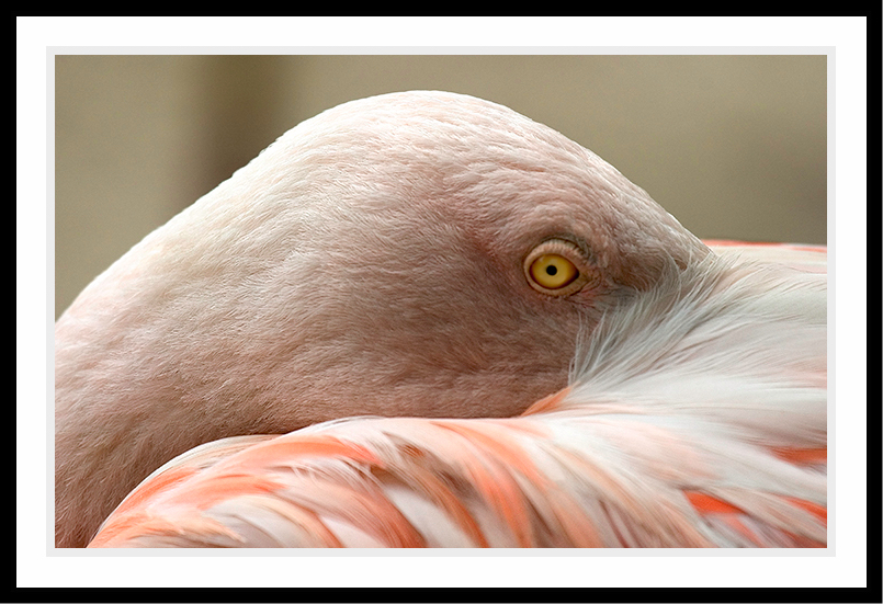 Portrait of a Flamingo in quiet tones.